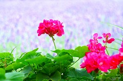 ラベンダー畑